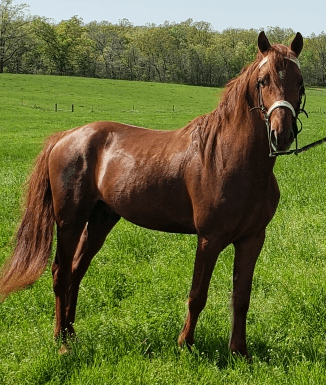 Mr. Johnny Ringo – National Association of Breeders